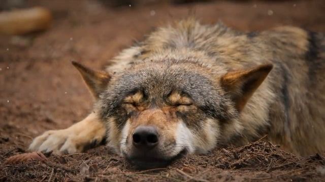 Мажоры остановили деда на "Запорожце" и хотели его проучить... Но когда он открыл багажник...
