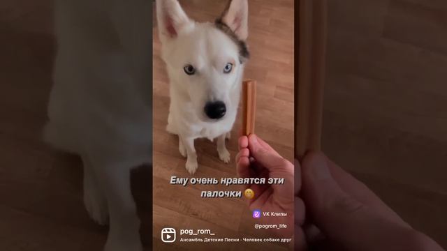Арчи и палочки Pedigree❤️