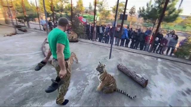 Нас окружает ДЕСЯТОК ТИГРОВ ! Волшебный тапок в действии !