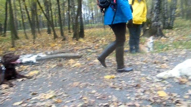 Мэт, Элвис, Патрик