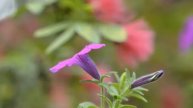 Fragrant petunia.wmv