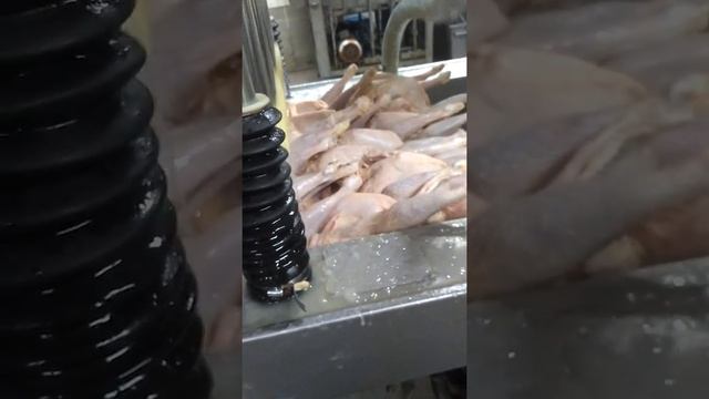 НАКАЧКА КУРИЦЫ ХИМИЕЙ !!!!! Увеличение веса на 70 %