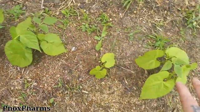 June 2023 Garden Tour