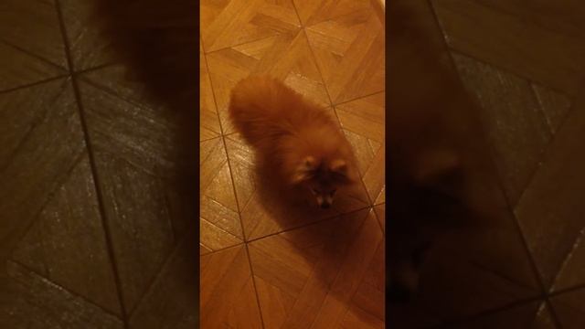 кашляет Торик пристроен