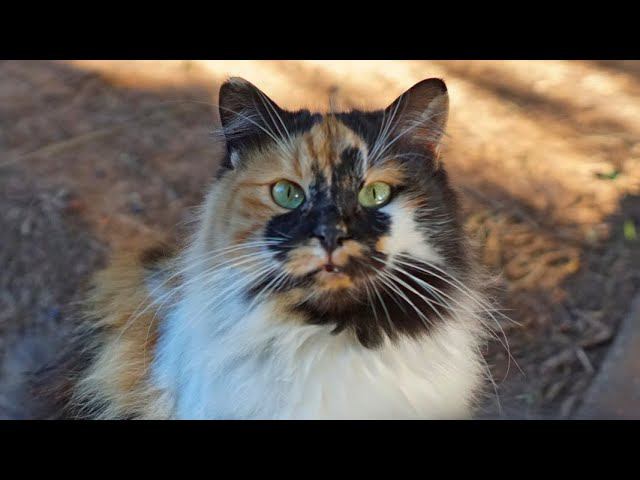 Delicious Lunch For A Beautiful Cat! The Cat Is Purring With Pleasure!