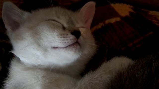 ЖЕНЯ Спокойной ночи от котёнка