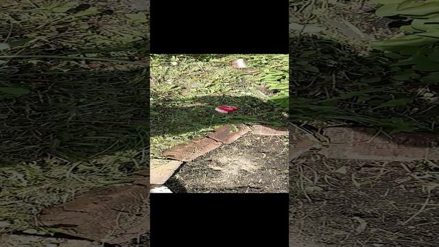Цветы.mp4