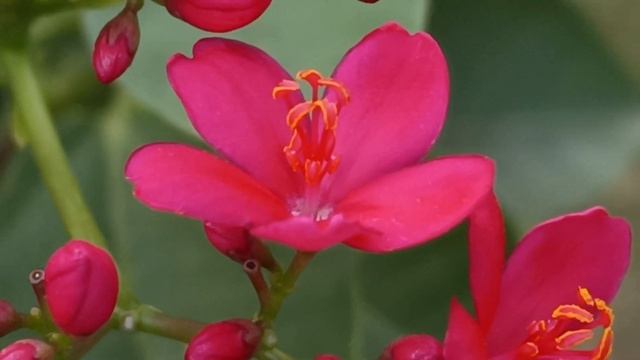 Jatropha integerrima #plants #travellingwithmrik
