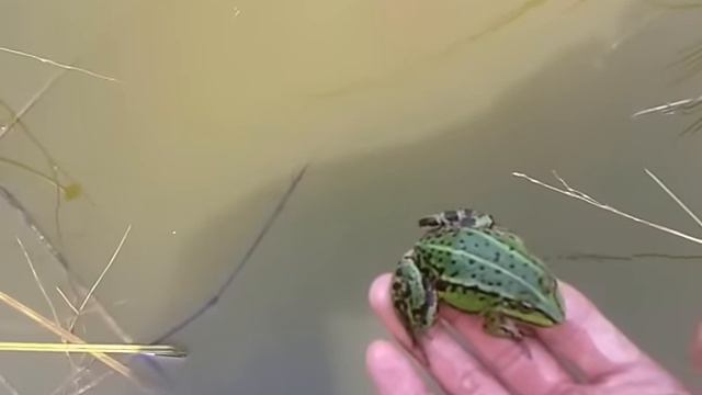 Как ловить лягушек