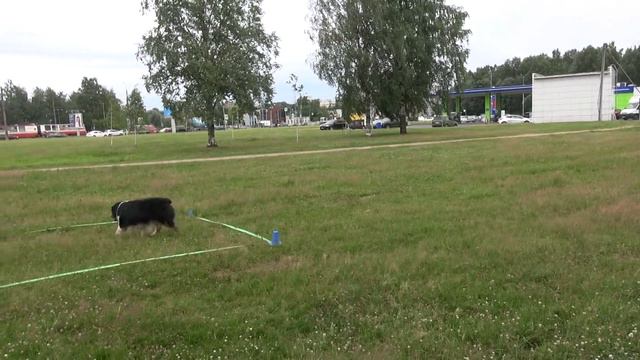 Родичкина Ирина и аусси Джет Онлайн соревнования DynamicCup, 2 этап......2 часть