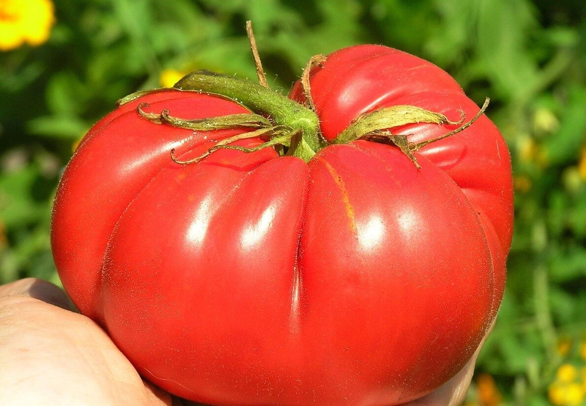 Сажаем томаты Маршал ПОБЕДА ?