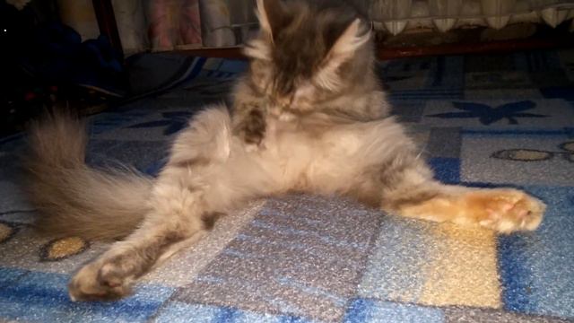 Моя кошка умывается