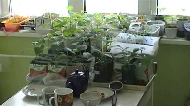 КУПИ МНЕ БАБУ!