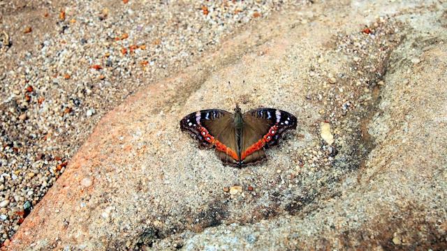 Most Amazing Places to Visit Wildlife