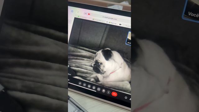A Video Call With A Dog   ViralHog
