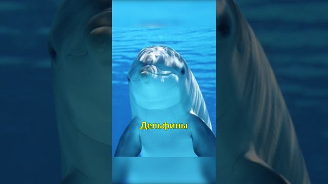 Самые умные животные в мире