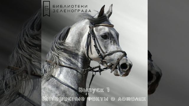 Подкаст "О животных и книгах" / Лошади