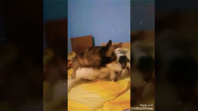 Хаски и чихуахуа - знакомство.
