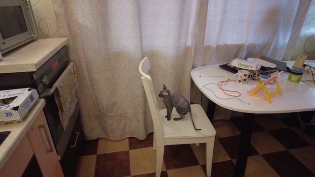 Сфинкс и кухня это синонимы))  Котенок канадского сфинкса это зомби