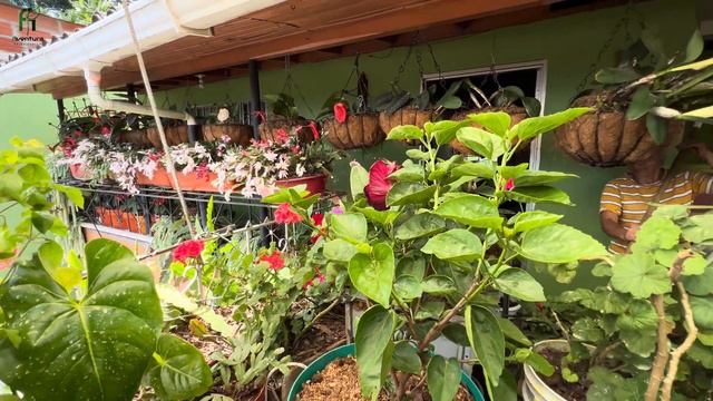 Hermoso jardín urbano de Amparito y Gloria, preciosos cactus florecidos | Aventura Paisajística