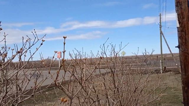 29 апреля/ обрезка сирени/ готовлю лук к посадке/ жарю чебуреки