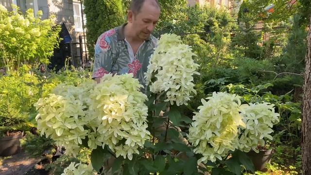 Мой фаворит 2023 года!!! Гортензия метельчатая «Star Rose»