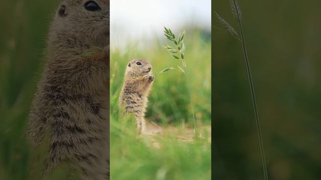 🥰🐿️  На сколько они милые от 1 до 10?