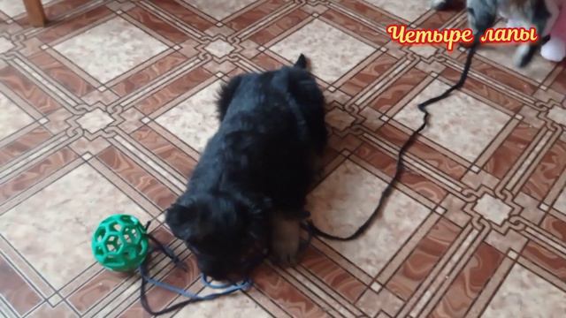 2. Барон второй день дома. Игры с Кузей.