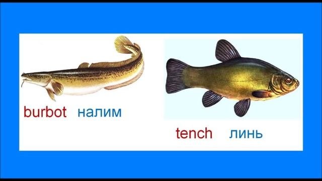 RUSSIAN TONGUE-TWISTER РУССКАЯ CКОРОГОВОРКА BILINGUAL ENGLISHzoia