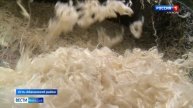 Ценное руно: у Хакасии появился шанс возродить переработку овечьей шерсти