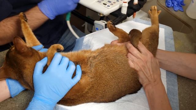 Abyssinian Cat Is Sick. 🤦🤦🤦 Veterinary Clinic of Moscow. Prices.