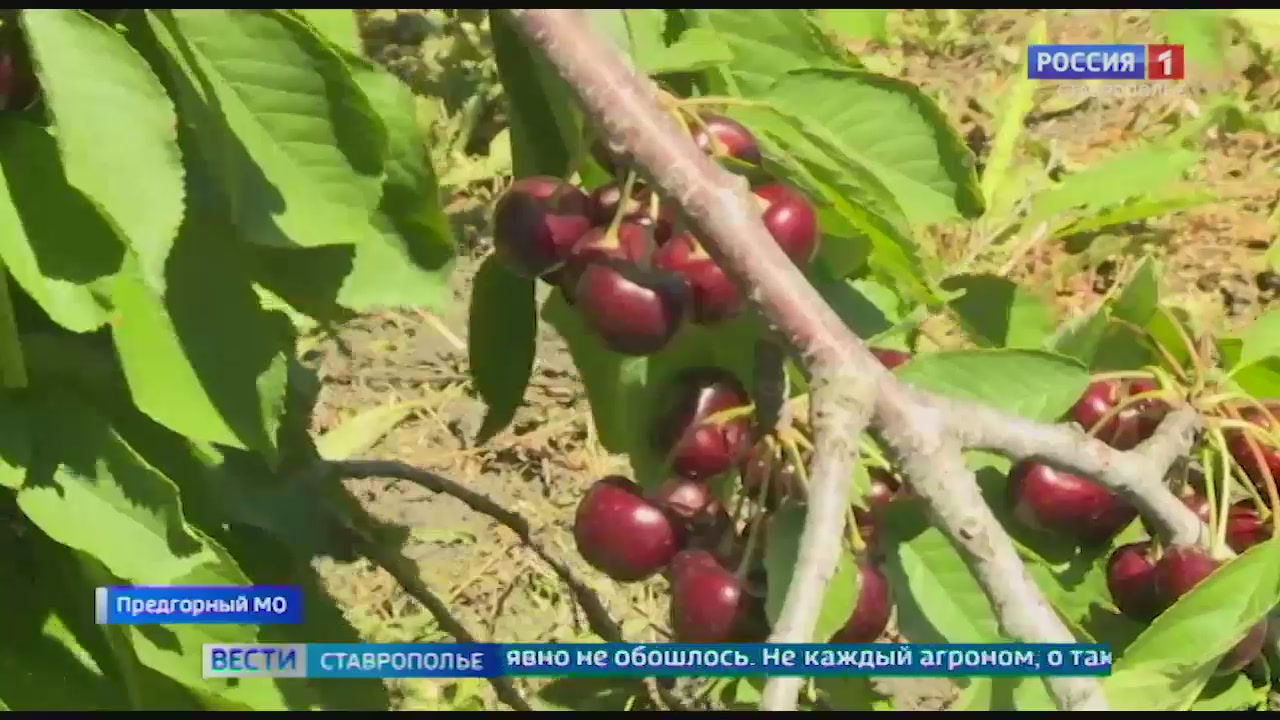 Уникальный урожай черешни, не имеющий конкурентов даже на Черноморском побережье