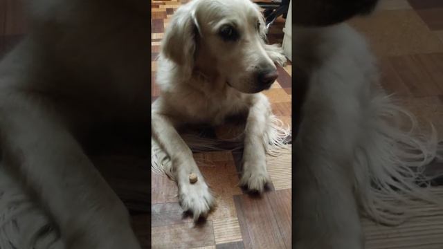 Дрессировка собак. Команда Ждать Белый ретривер. dog training Hundetraining 訓犬 تدريب الكلاب del can