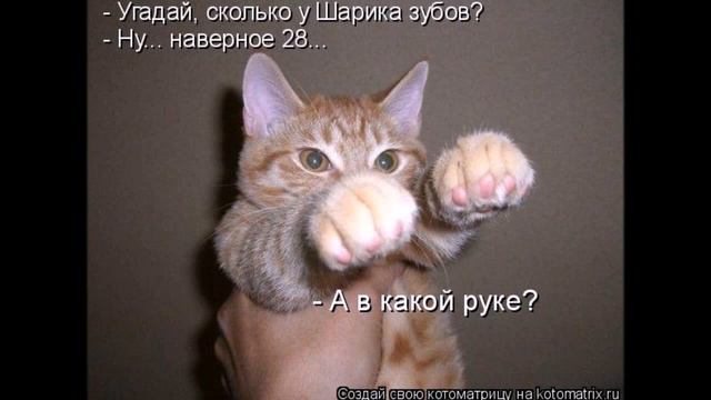 Смешные картинки про кошек и котят Выпуск №66  FUNNY CATS СМЕШНЫЕ КОШКИ