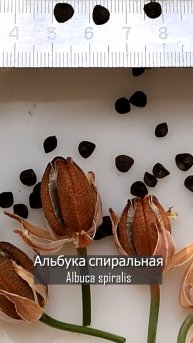Семена альбуки спиральной Albuca spirlis seeds