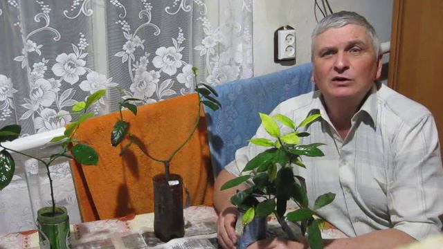 Благородный лавр в Харькове.