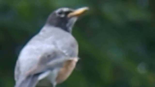 Nikon Coolpix L810 Video Zoom Test
