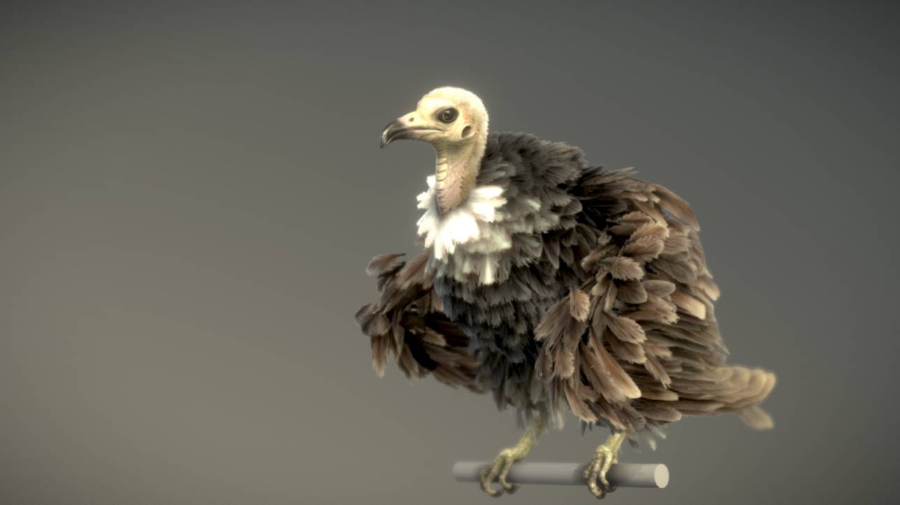 Hooded Vulture в 3D от NestaEric