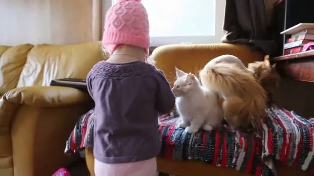 Котята мэйн-куны
