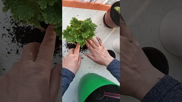YOSUN ÇİÇEĞİ, SELEGİNELLA, SÜS YOSUNUNUN SAKSI DEĞİŞİMİ