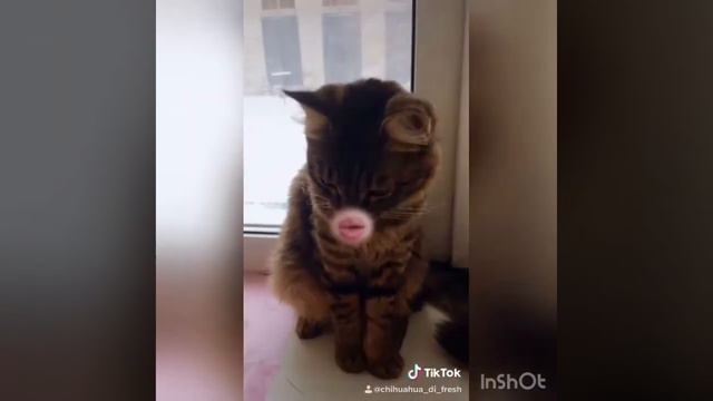 Любимая песня кота-Толстый Кот/кошка Милка/Владивосток