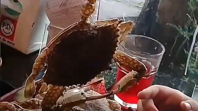 Лучший буфет Паттайи FIN