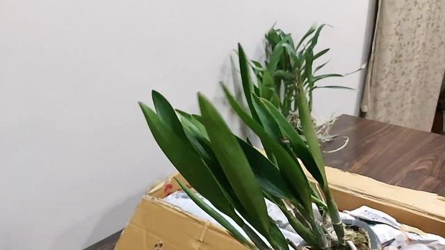 Unboxing my Summer Orchid Haul  #orchids #orchidcare