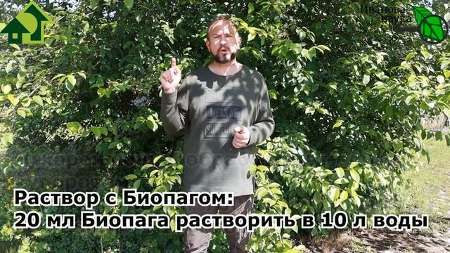 ДУРНО-СЛИВЫ и ОПАСНЫЕ СВЯЗИ! Уберите ЭТО на деревьях и будете с большим урожаем ВИШНИ АЛЫЧИ и СЛИВ