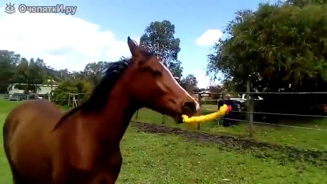 Лошадь и игрушка пищалка
