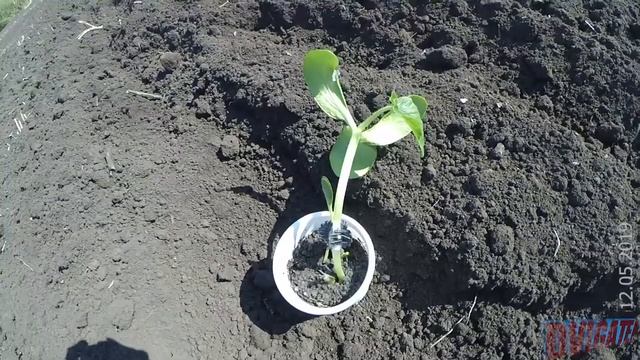 Привил арбузы за стебель тыквы и в точку роста - высадил перед холодами 2019