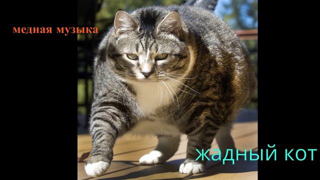 Медная музыка - Жадный кот 1.12.22