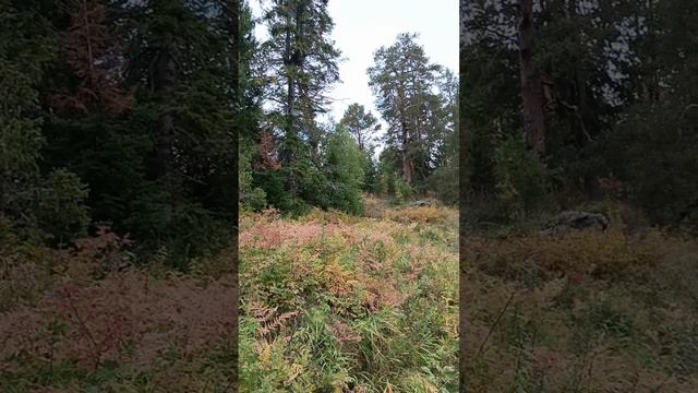 самая глубинка России-Медведево