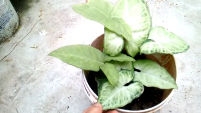Syngonium Indoor plant