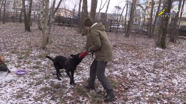 Игра с собакой, исправление ошибок в организации процесса